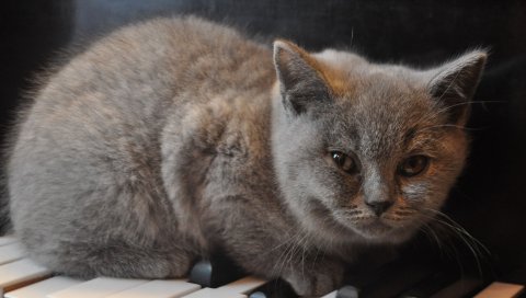 Котенок, фортепиано, взгляд