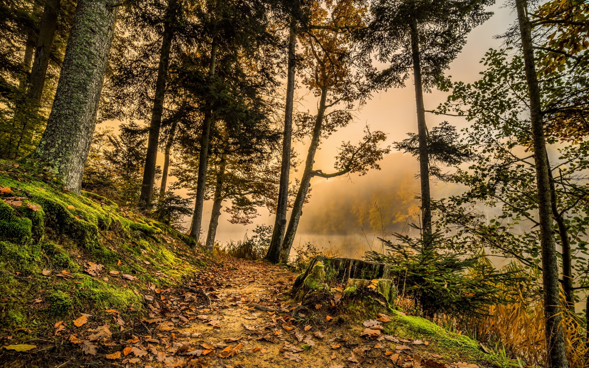 Картинки Лес, тропа, деревья, трава, hdr фото и обои на рабочий стол