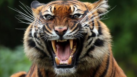 Тигр, дикая кошка, хищник, зубы