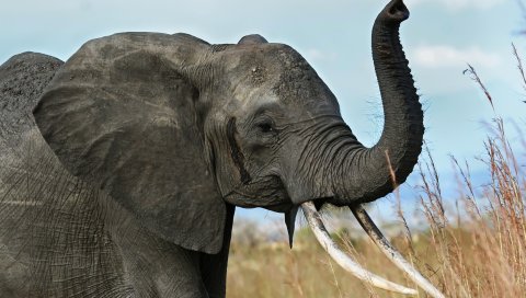 Слон, бивни, туловище, африка, саванна