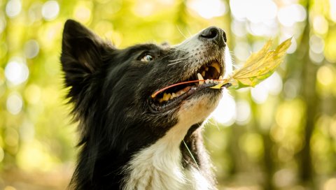 Собака, лицо, листья, игривый