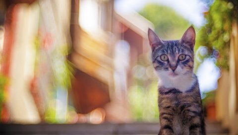 Кошка, табби, размытие