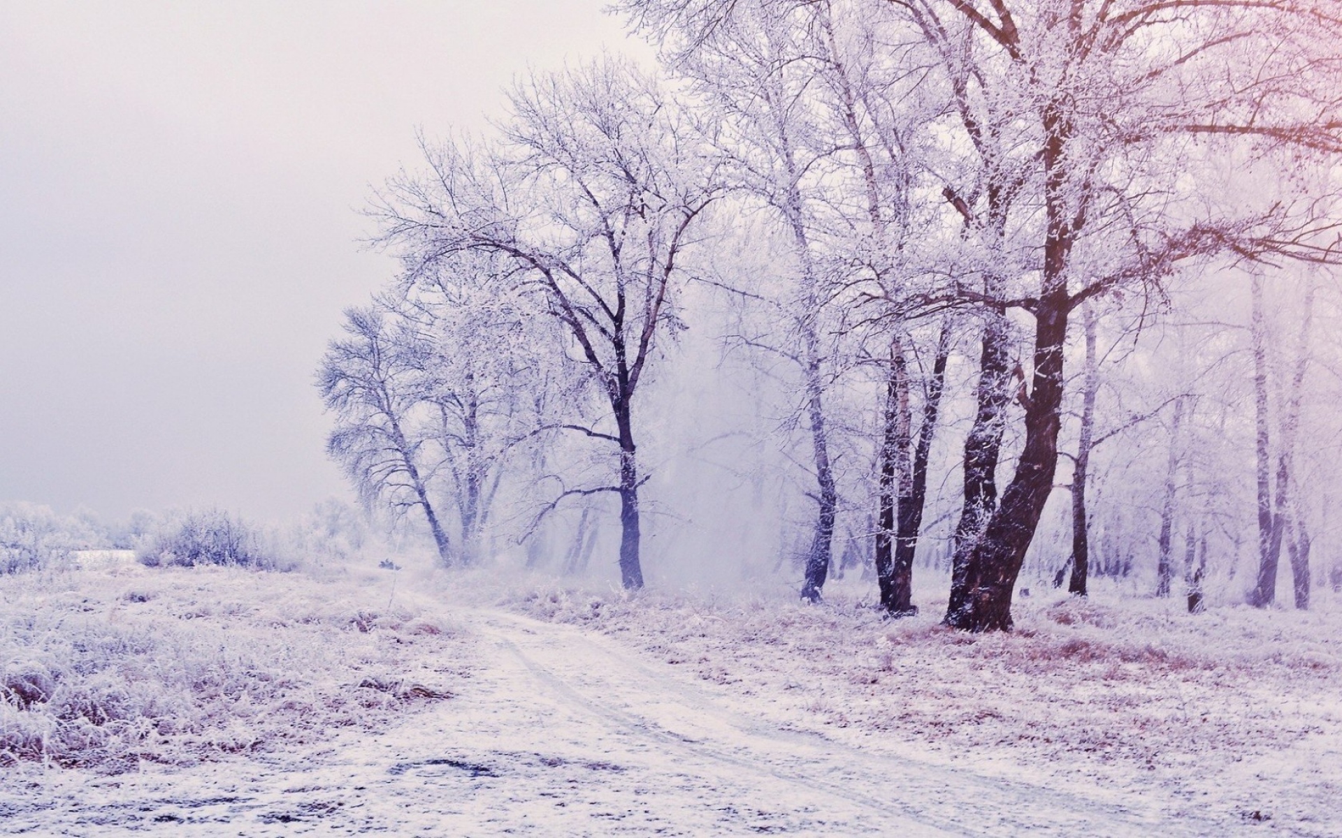 Картинки Деревья, лес, снег, зима фото и обои на рабочий стол