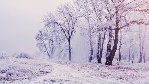 Деревья, лес, снег, зима