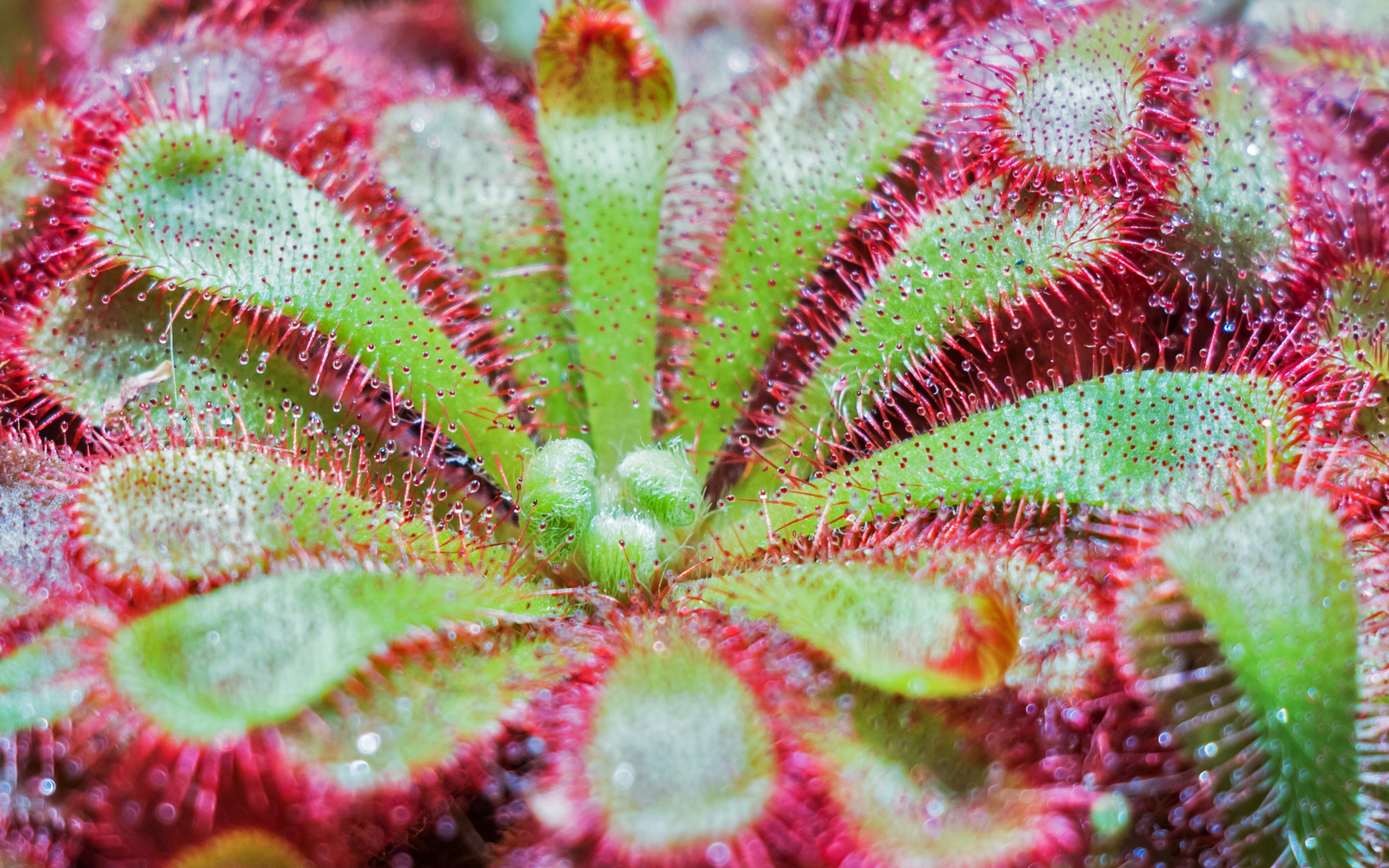 Картинки Drosera pululata, растение, крупный план, поверхность фото и обои на рабочий стол