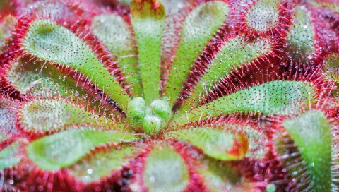 Drosera pululata, растение, крупный план, поверхность