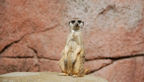 Meerkat, сидя, смешно