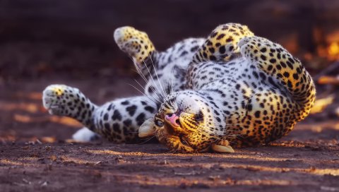 Леопард, игривый, хищник, большой кот