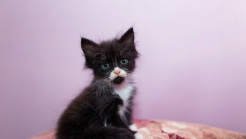 Котенок, милый, взгляд