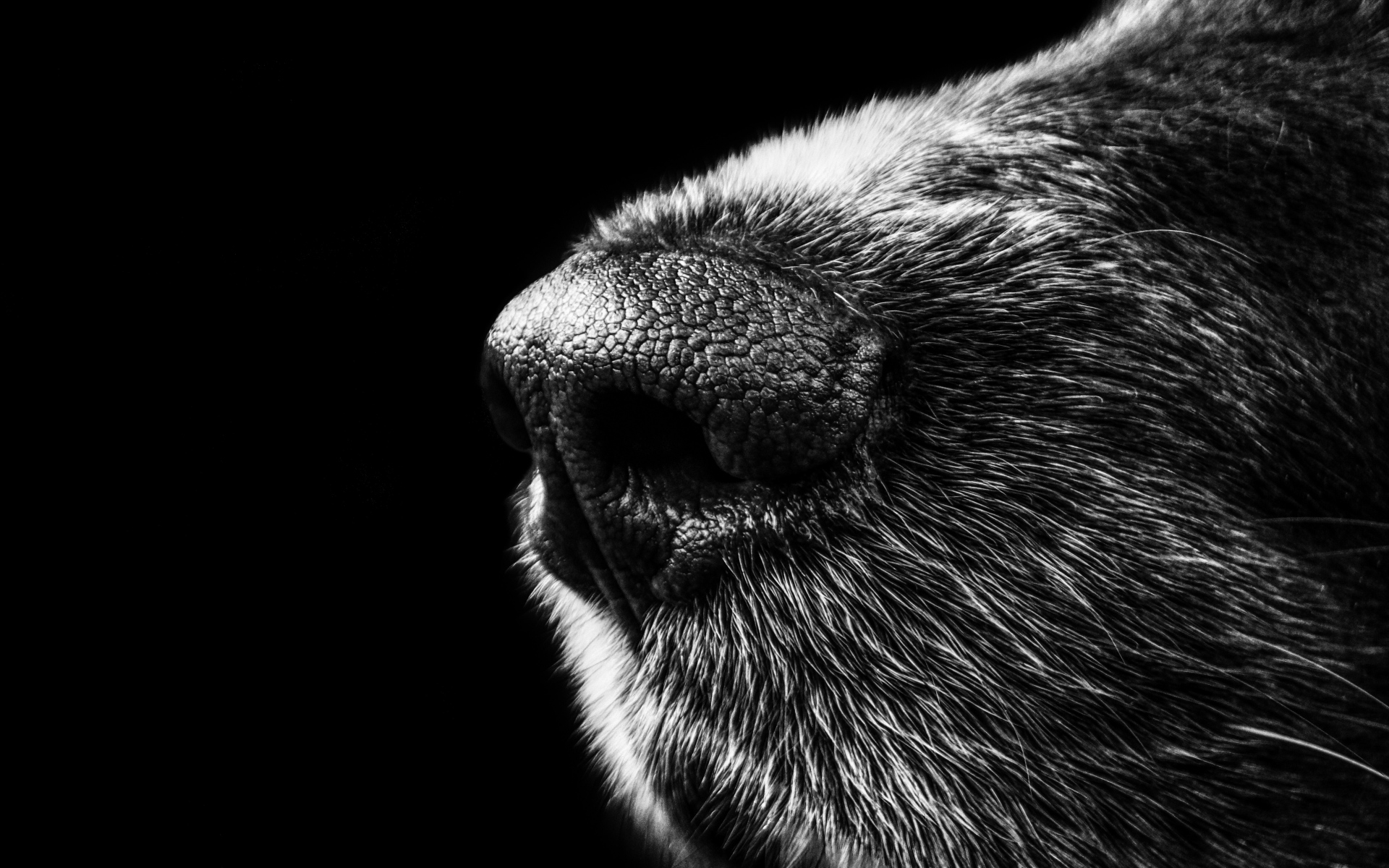 Картинки Собака, нос, bw фото и обои на рабочий стол