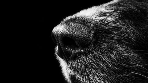 Собака, нос, bw