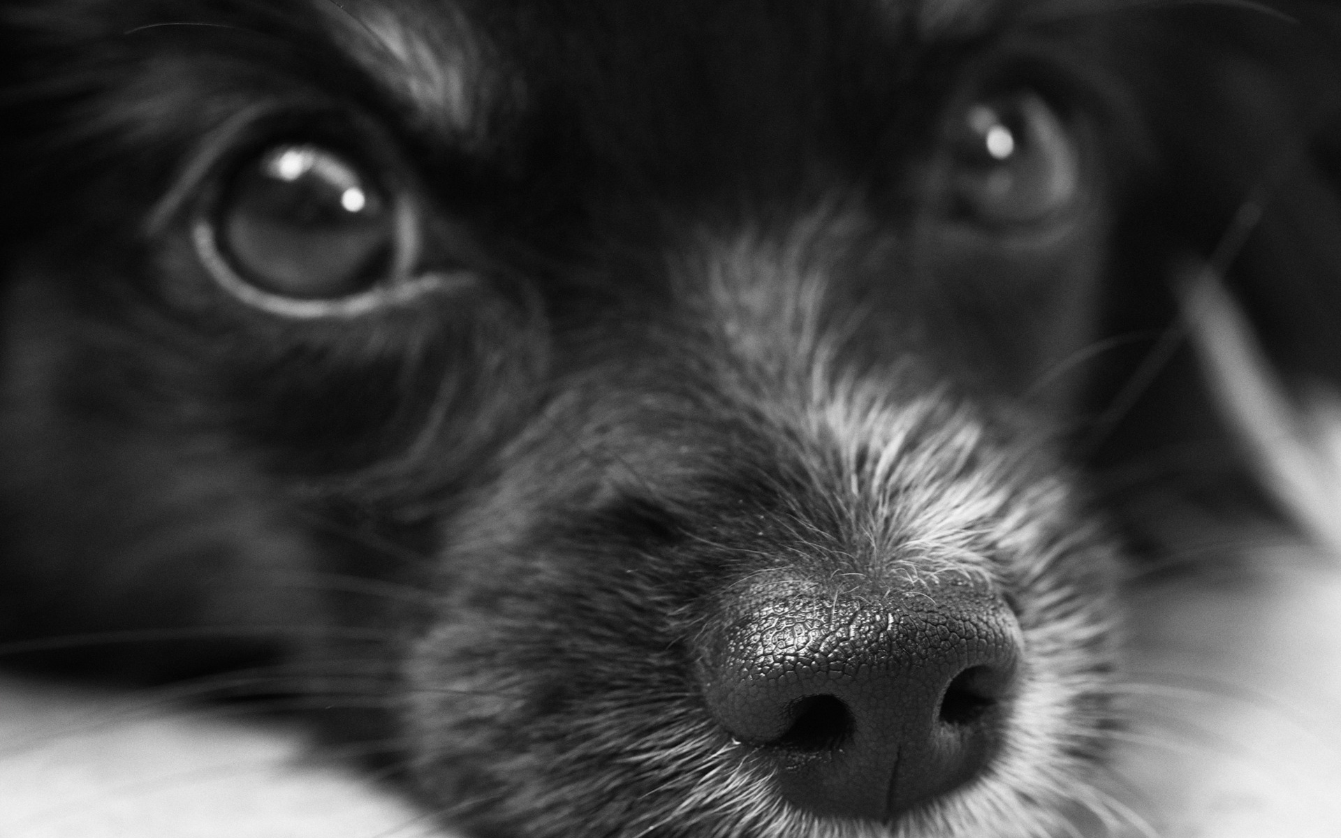 Картинки Собака, лицо, глаза, bw фото и обои на рабочий стол