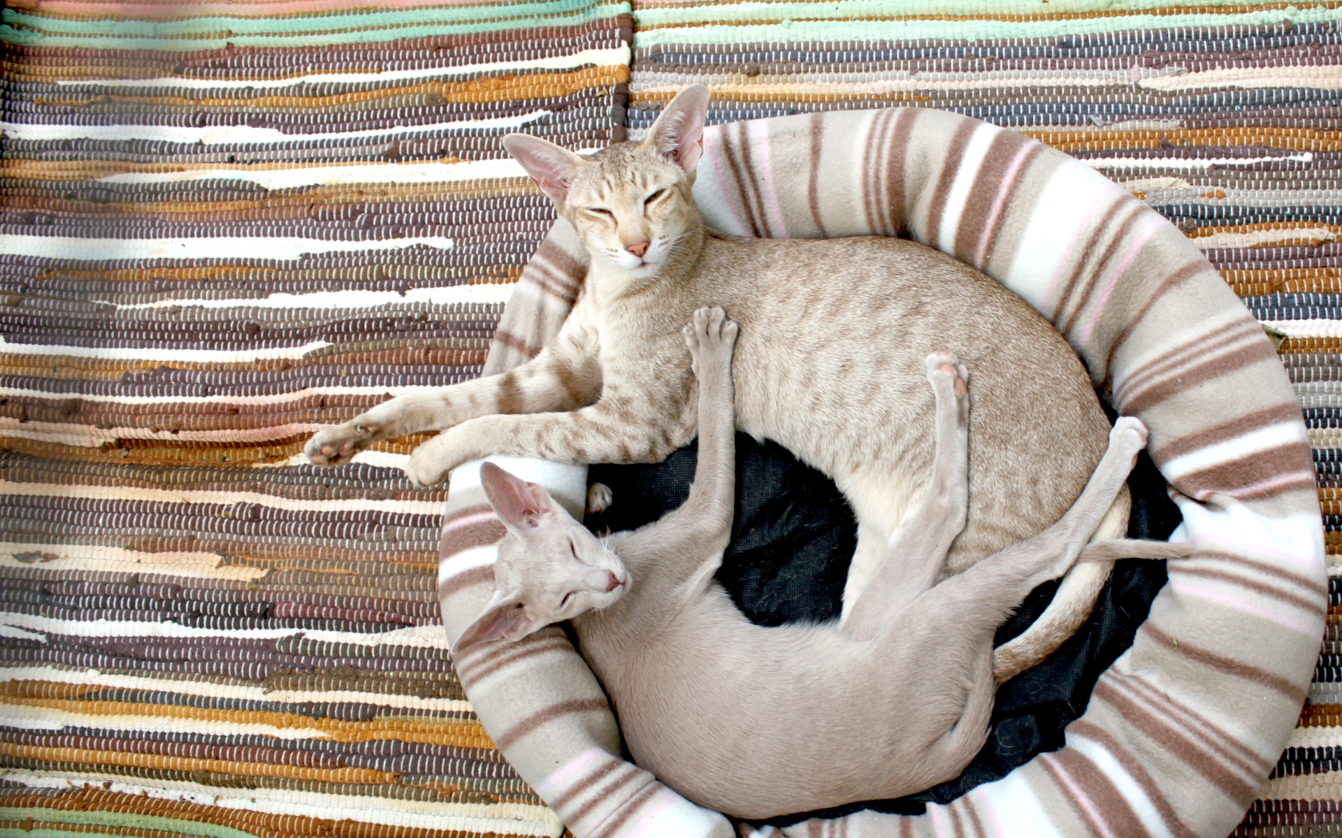Картинки сиамская кошка, пара, ложь, ковер фото и обои на рабочий стол