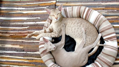 сиамская кошка, пара, ложь, ковер