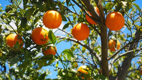Апельсины, фрукты, апельсиновое дерево, цитрусовые