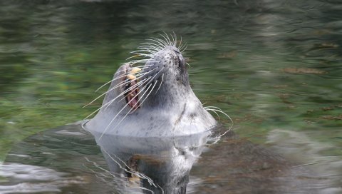 Морское копье, морда, вода