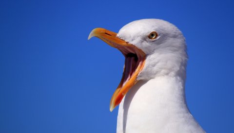 Чайка, птица, крик, клюв