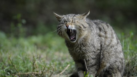 Дикая кошка, крики, агрессия