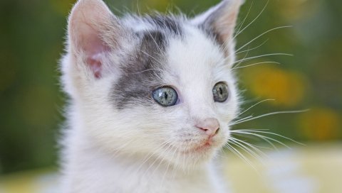 Котенок, лицо, пятнистый