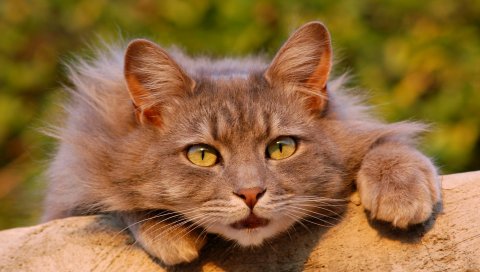Кошка, пушистая, взгляд, изумление