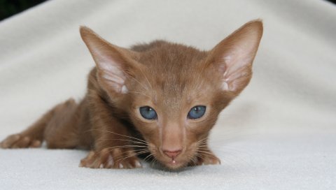 Восточный кот, короткошерстная котенка