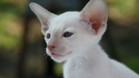 Сиамская кошка, котенок, морда
