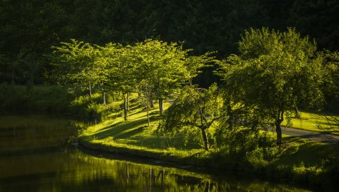 Virginia, парк, озеро, природа, деревья