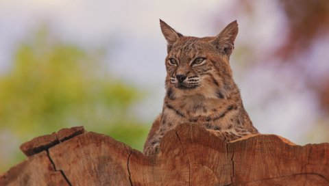 Рысь, животное, хищник, большая кошка