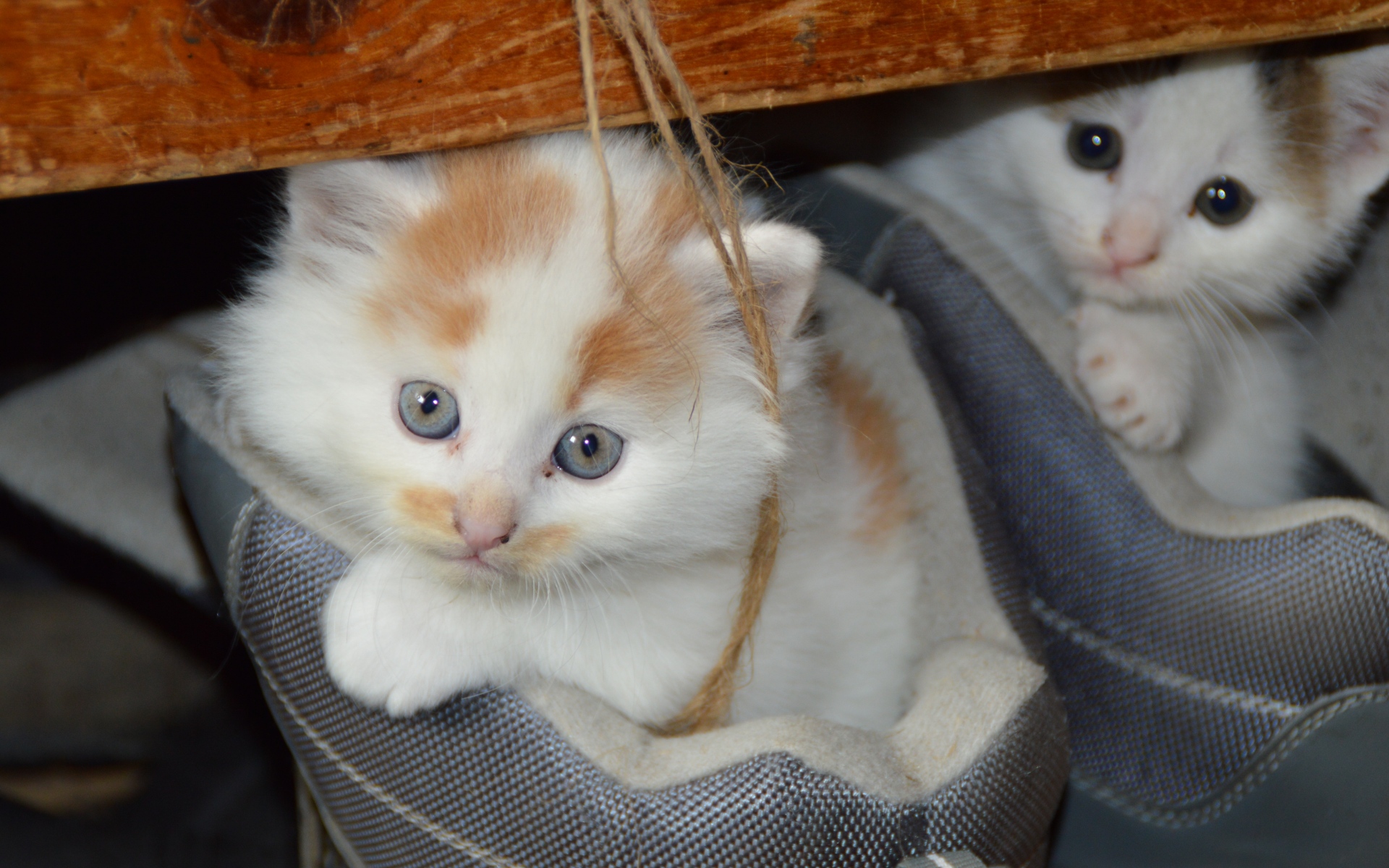 Картинки Котята, кошки, пара, обувь, скрыть фото и обои на рабочий стол