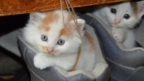 Котята, кошки, пара, обувь, скрыть