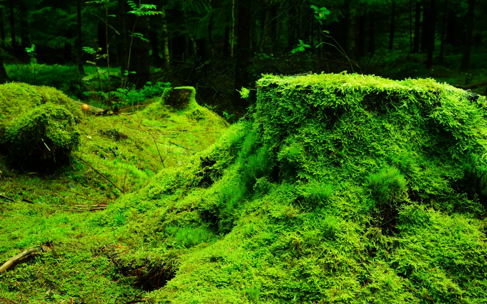 Картинки Мох, трава, пень, дерево фото и обои на рабочий стол