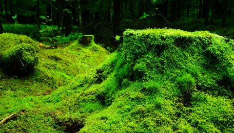 Мох, трава, пень, дерево