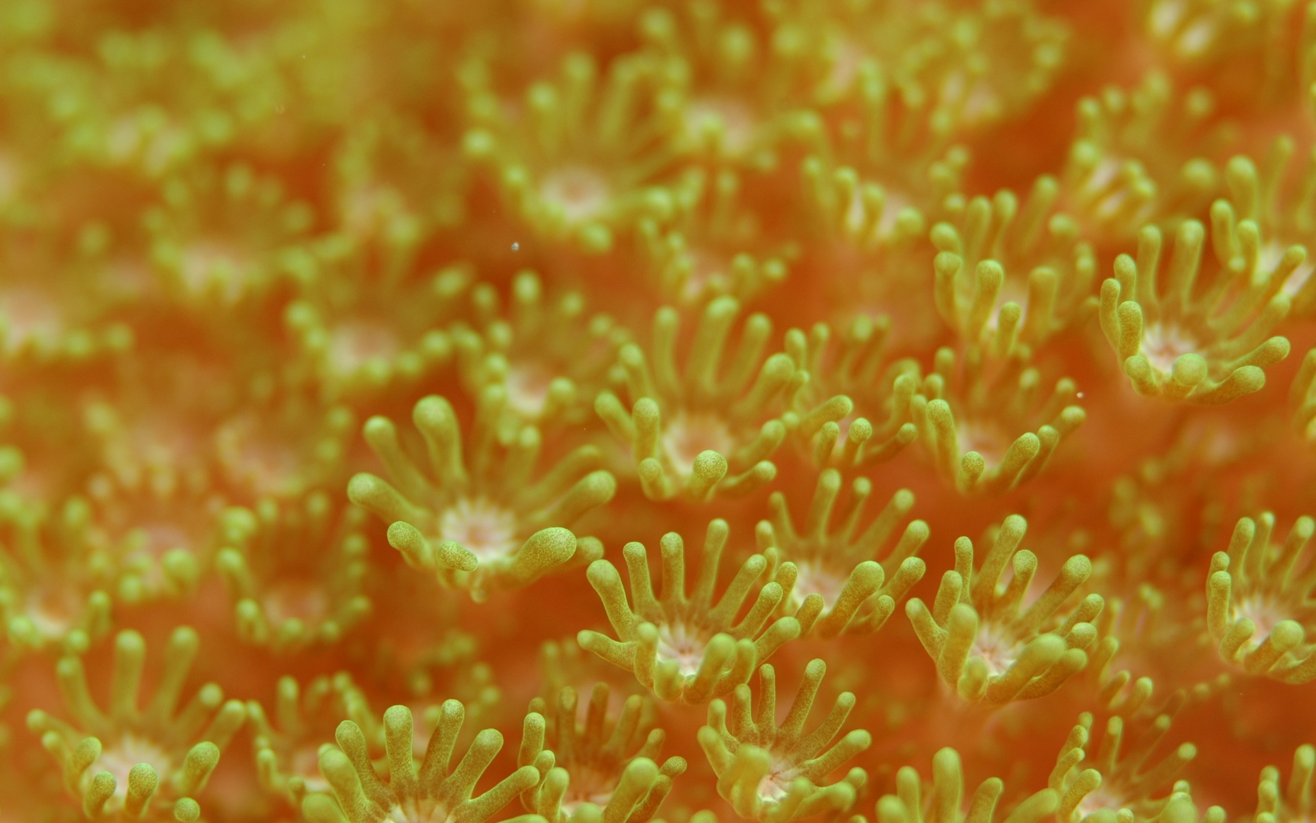 Картинки Морские анемоны, водоросли, подводный мир фото и обои на рабочий стол