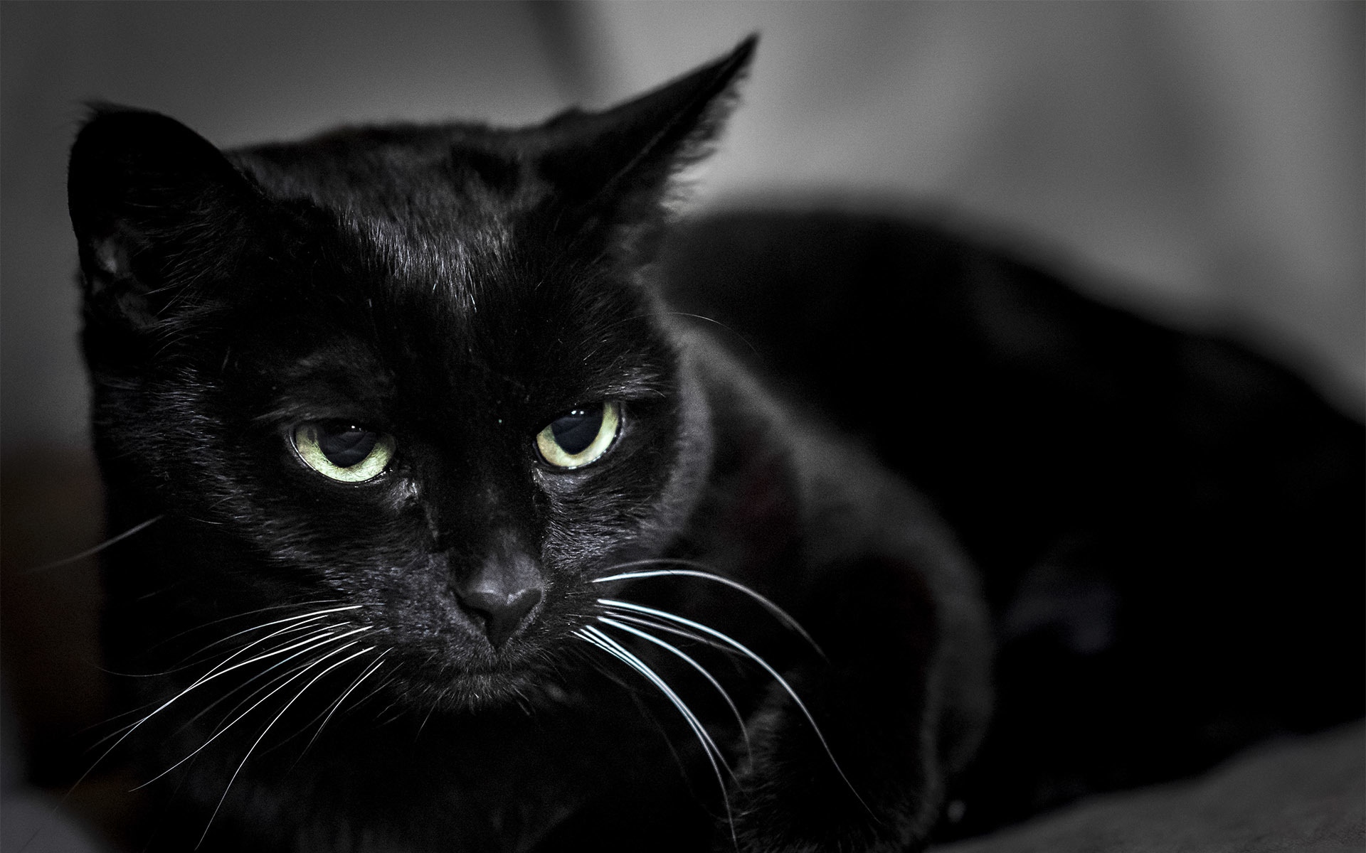 Картинки Черная кошка, морда, глаза фото и обои на рабочий стол