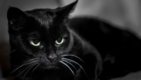 Черная кошка, морда, глаза