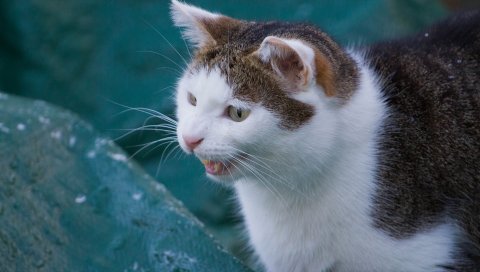 Кошка, агрессия, пятнистый