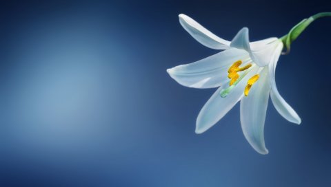 Лилия, цветок, лепестки