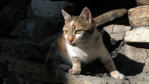 Кошка, скалы, тень
