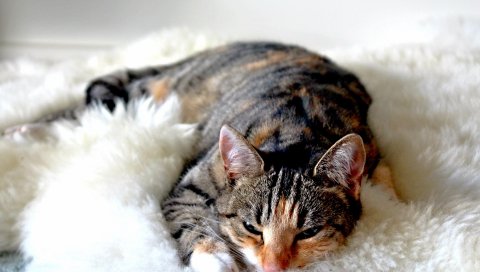 Кошка, лежа, спящая, полосатая