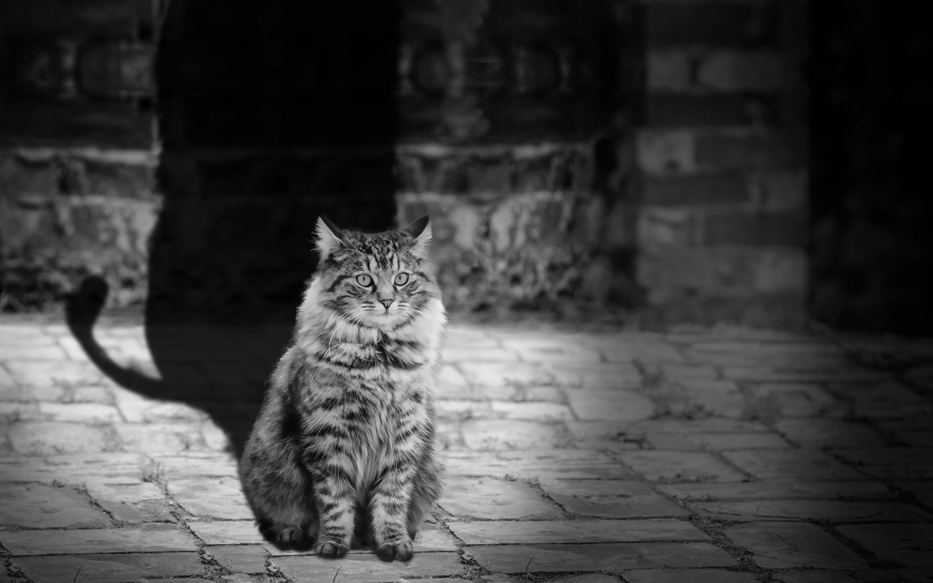 Картинки Кошка, лев, тень, bw фото и обои на рабочий стол