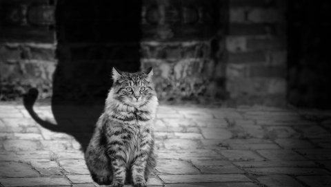Кошка, лев, тень, bw