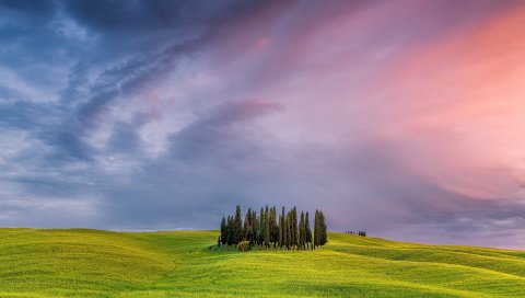 Италия, Тоскана, поле, трава, деревья