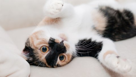 Кошка, пятнистый, игривый