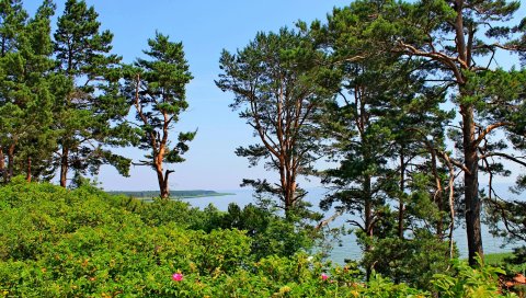 Литовская, деревья, сосна, холм, море