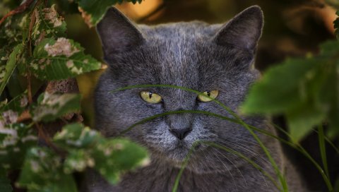 Кошка, лицо, трава