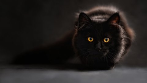 Кошка, черный, глаза, тень