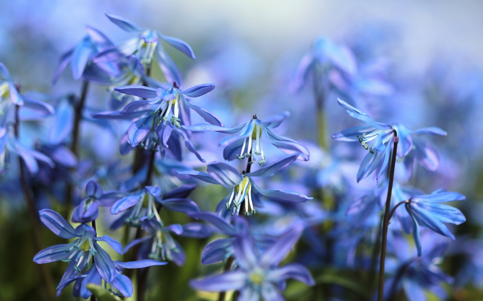 Картинки Scilla, весна, цветение, крупный план фото и обои на рабочий стол
