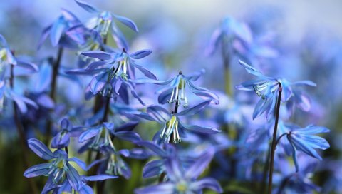 Scilla, весна, цветение, крупный план