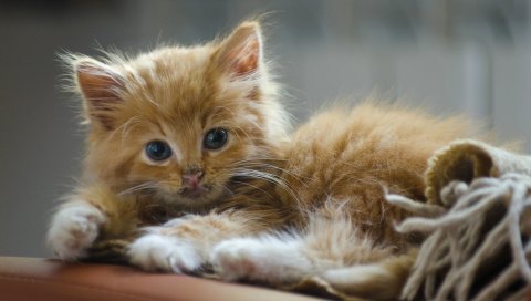 Котенок, красный, лицо, смешной