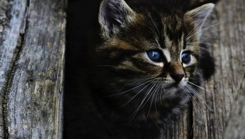 Котенок, морда, пушистый, вид